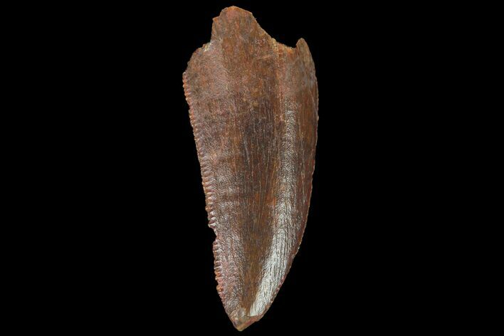 Serrated, Raptor Tooth - Real Dinosaur Tooth #134531